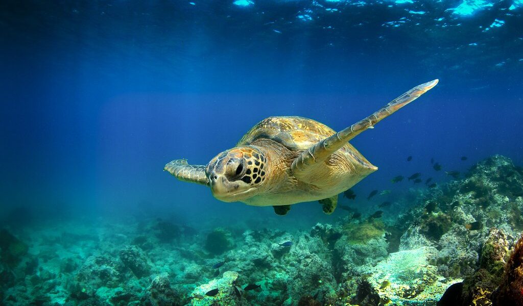 Green sea turtle swimming underwater