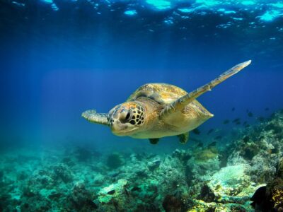 Green sea turtle swimming underwater