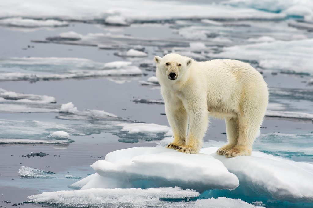Polar bear near Splitsbergen