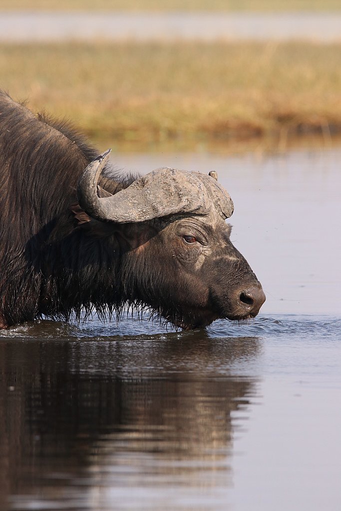 Safaris in Chobe