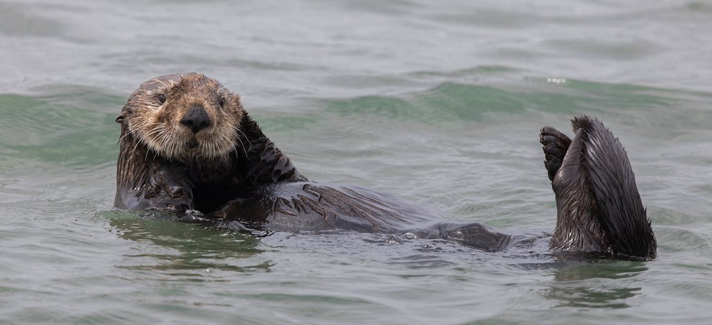 Sea otter in Moss Landing