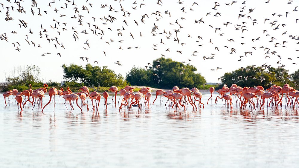 Flamingos at Río Lagartos