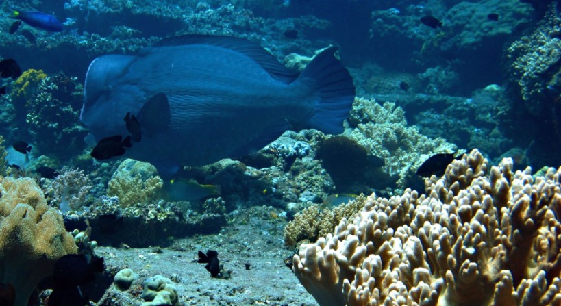 A humphead parrotfish off the coast of Apo Island