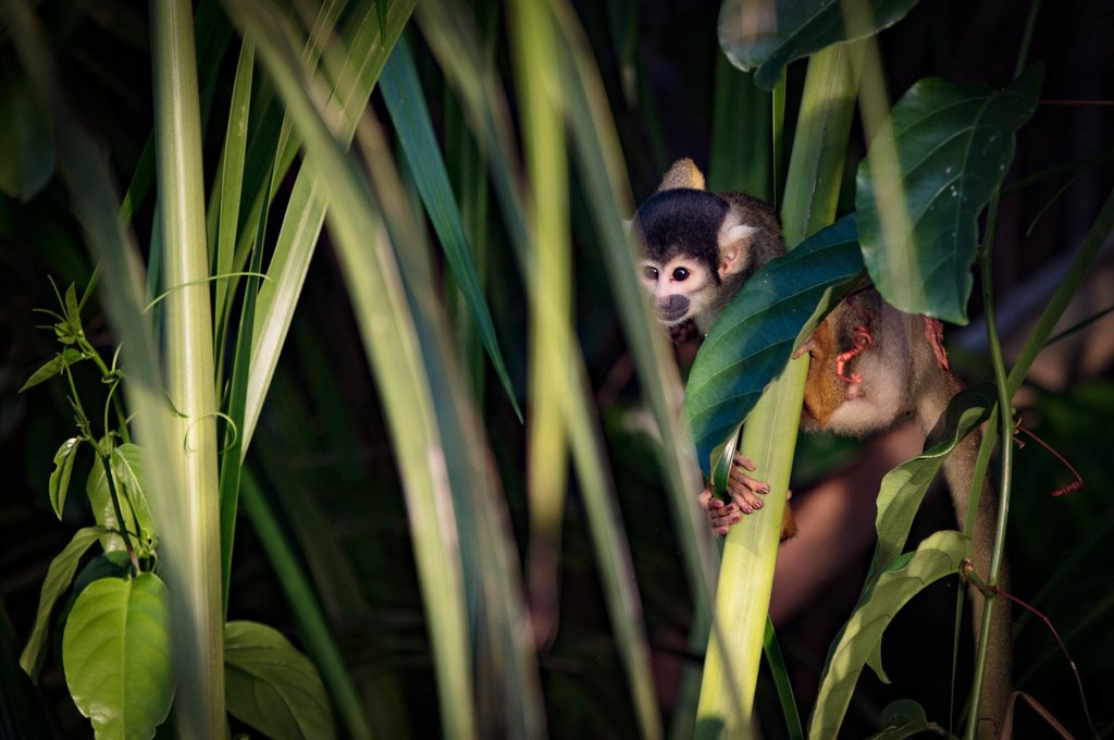 Troops of hundreds of monkeys are a common sight on this trip
