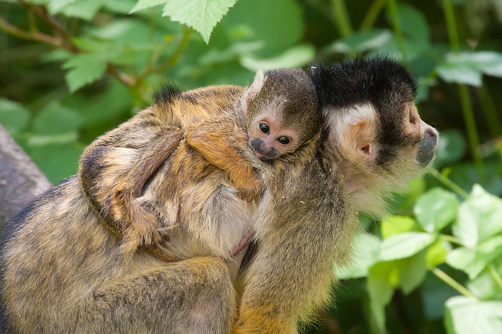 Baby squirrel monkey and mother