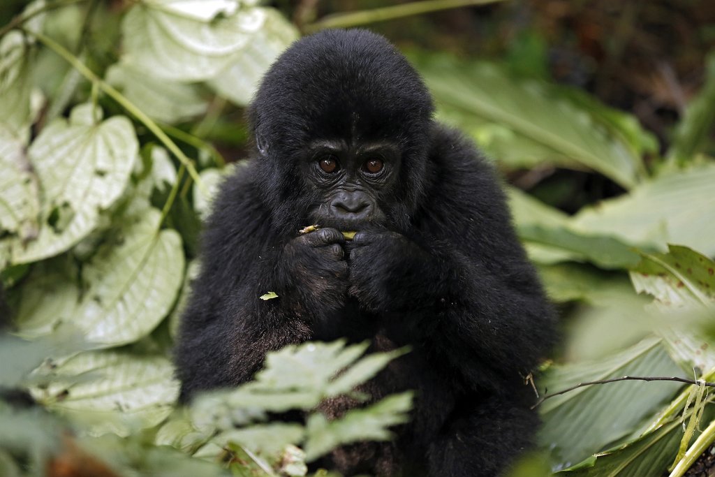 Baby gorilla