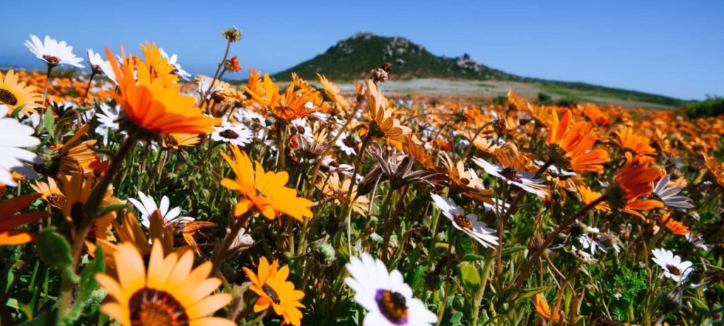 West Coast Wild Flowers
