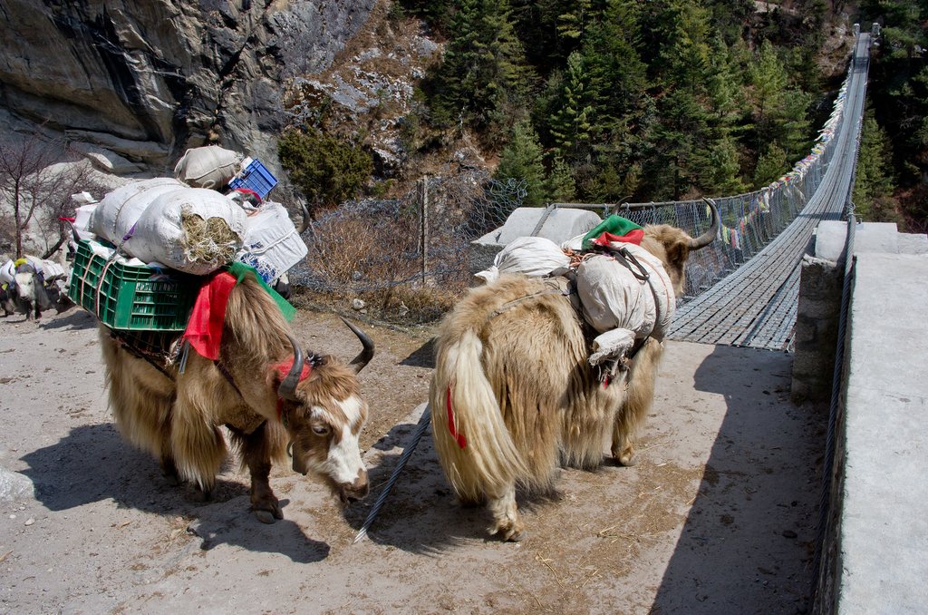 Yaks on a bridge in the Khumbu