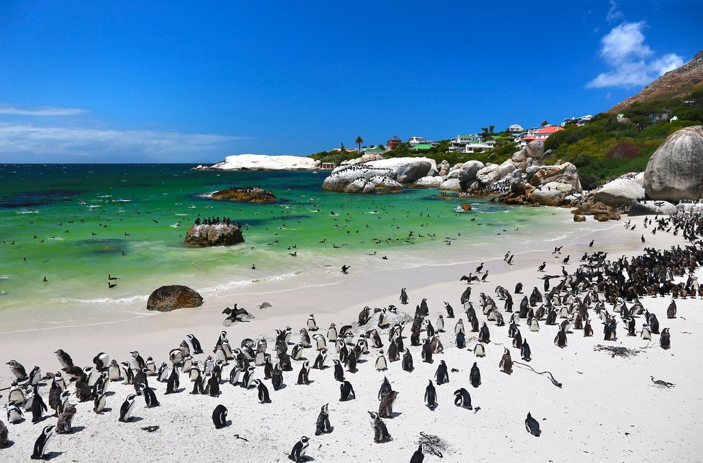 Penguins at Simons Town