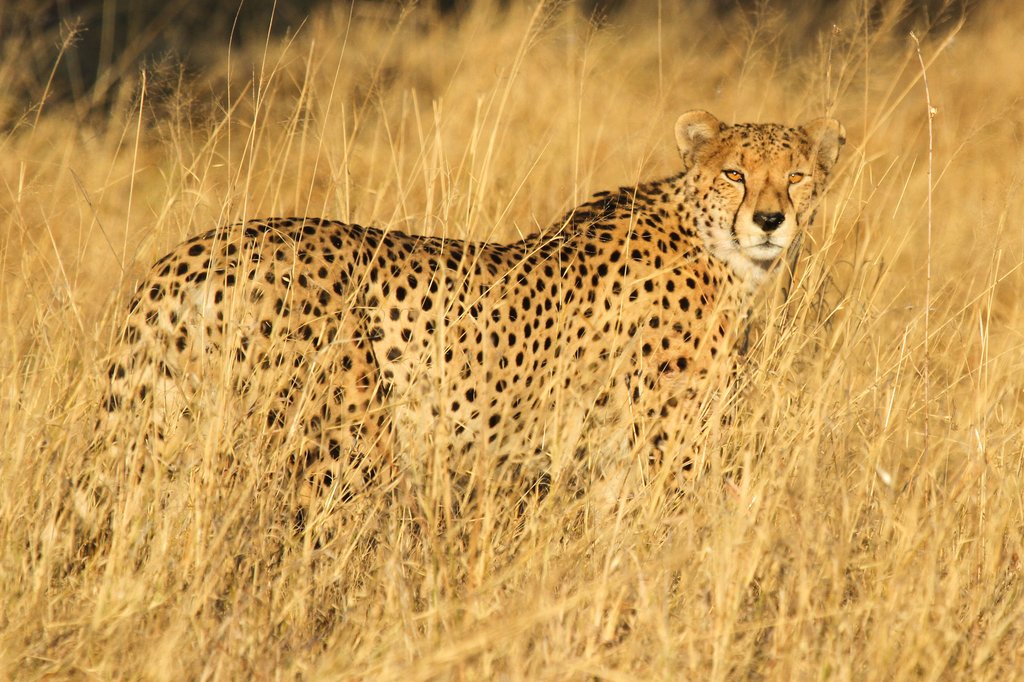 Cheetah on a game drive