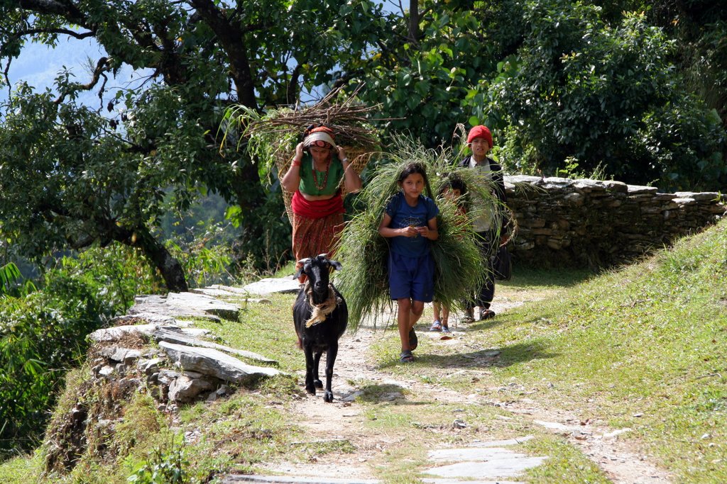 Local women tend to their harvest