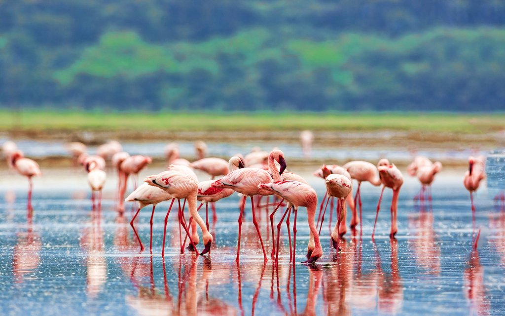 A flock of pink flamingos on Lake Nakuru