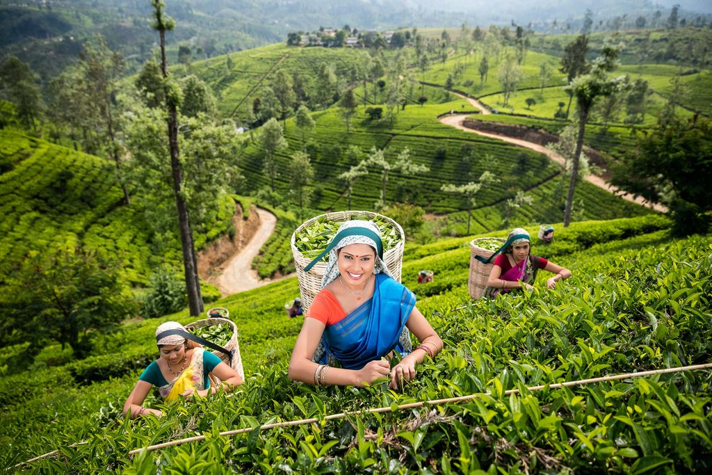 Tea Plucking Women