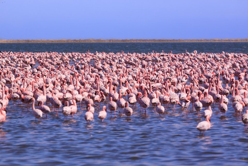 Flamingos in Swakopmund