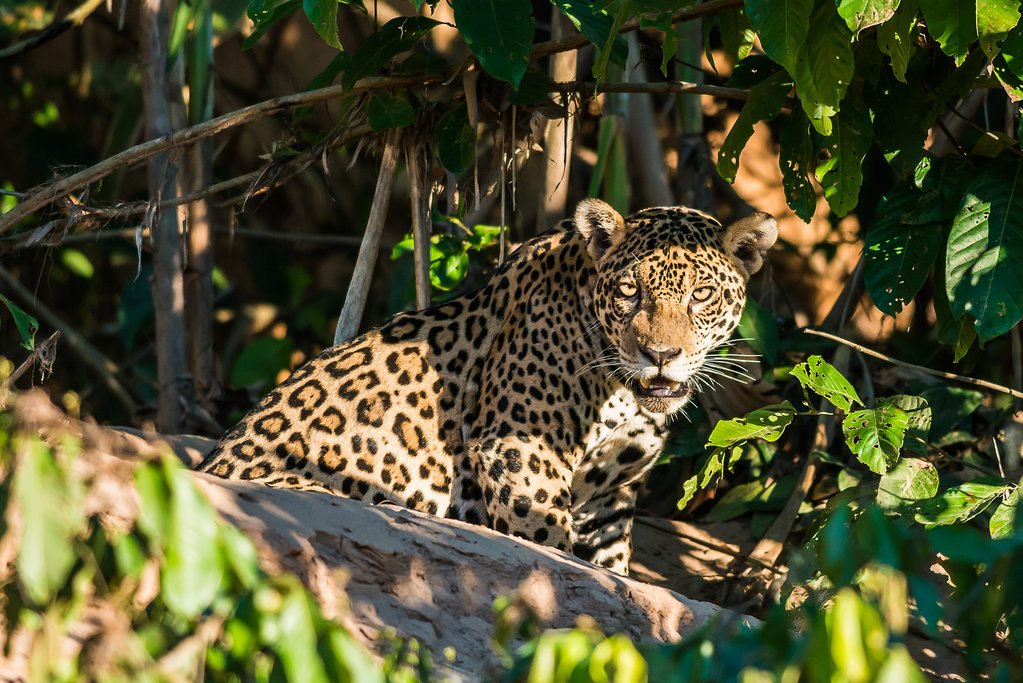 Animals of the Amazon