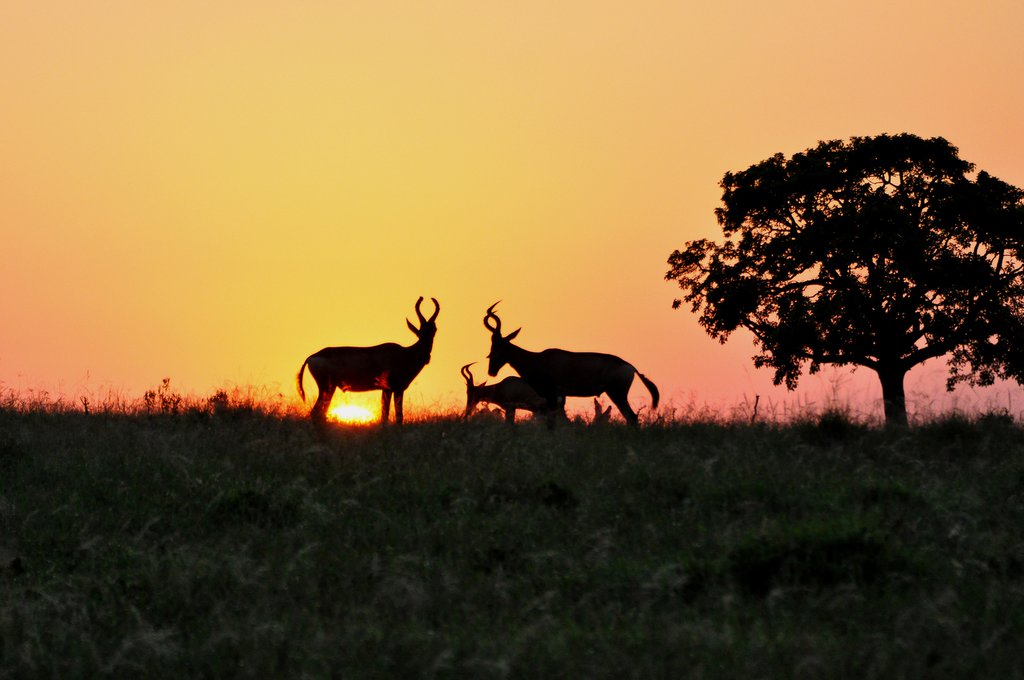 Grazing hartebeests