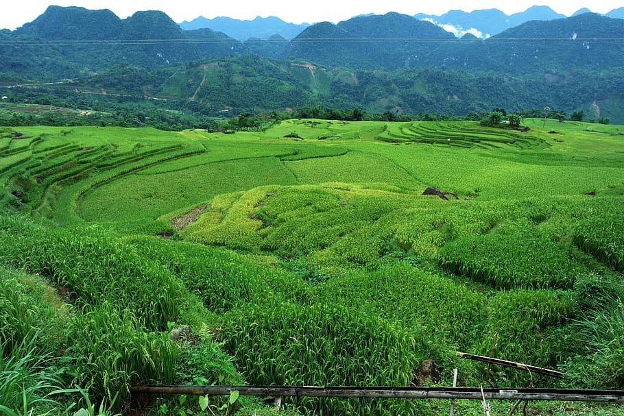 The greenery of Pù Luông Nature Reserve
