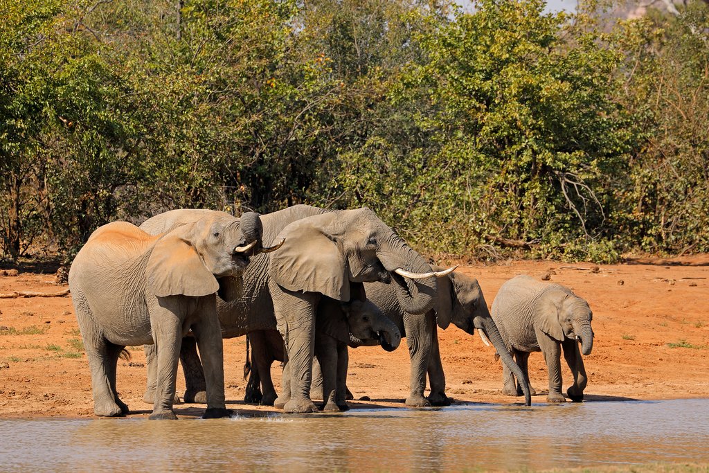 Elephant family