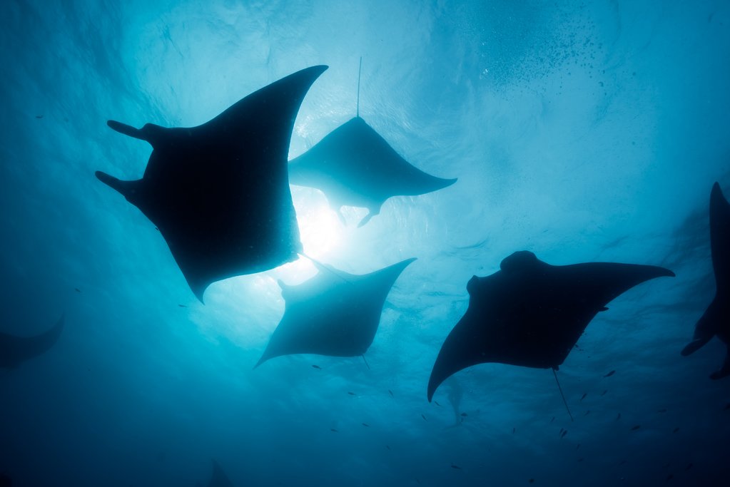 Manta rays make regular appearances near Ishigaki