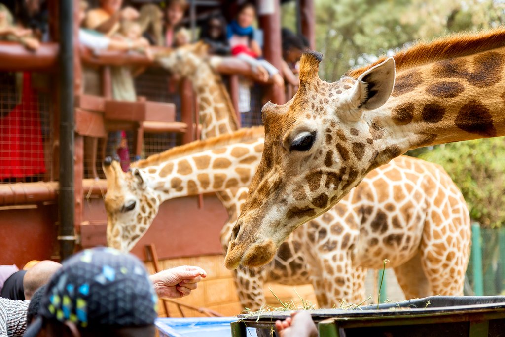 Feeding Giraffes at the Giraffe Center