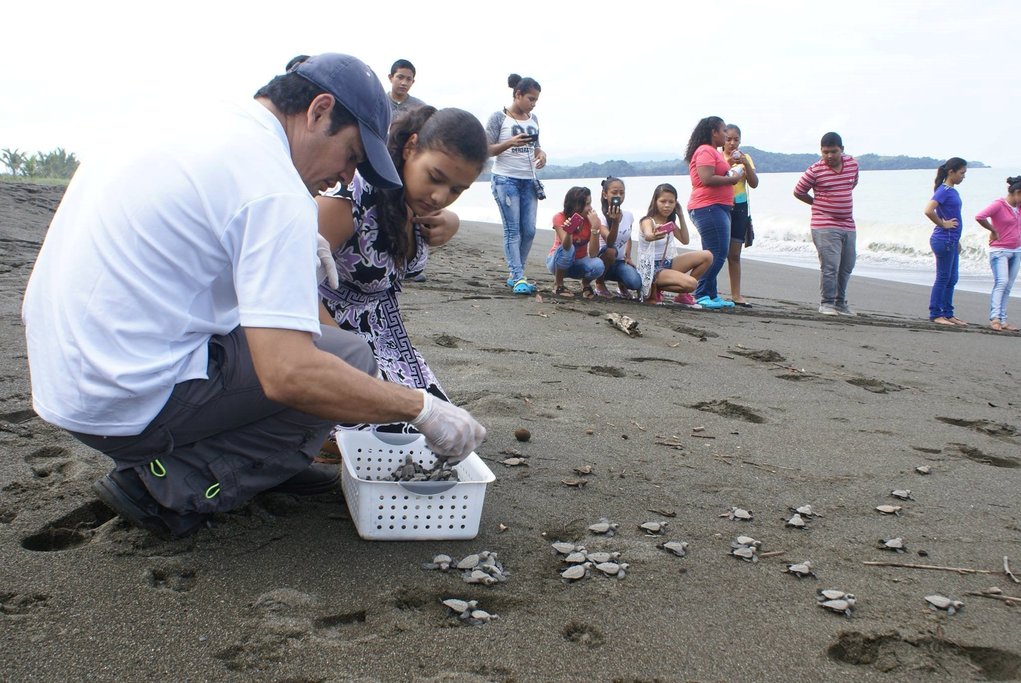 Release of Sea Turtles