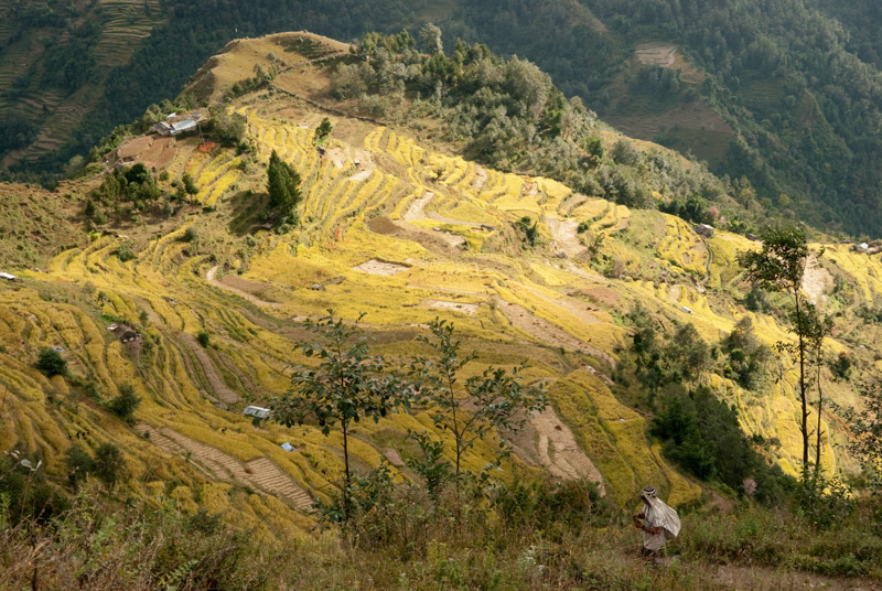 farm fields