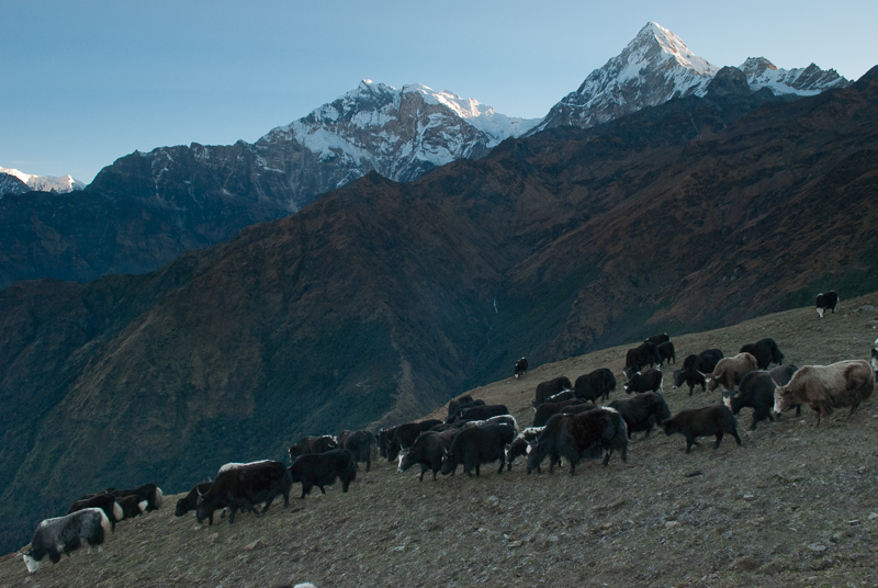 Yaks