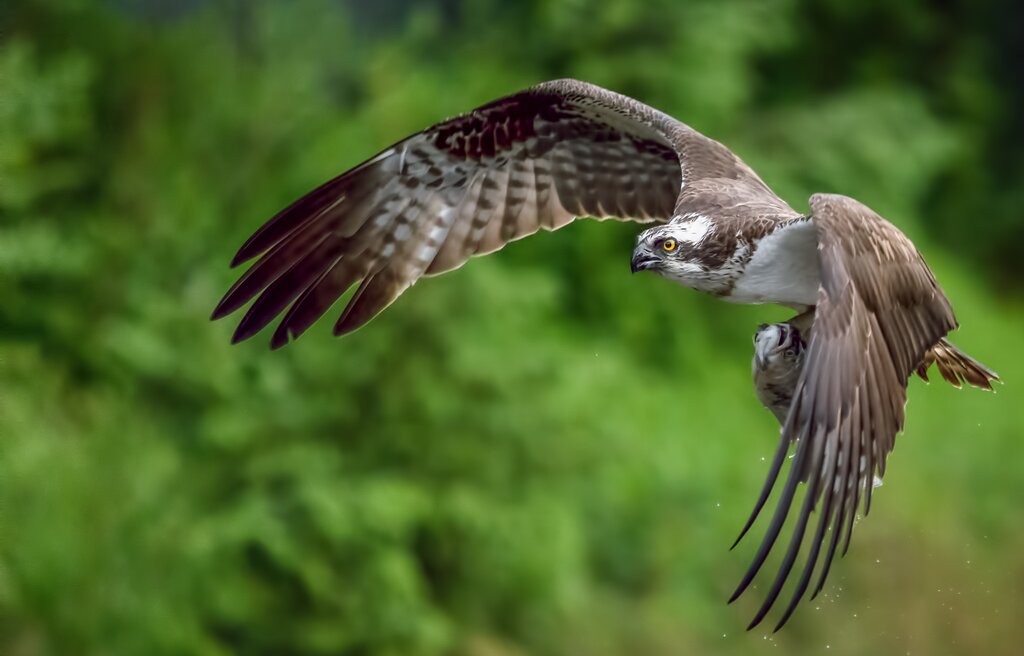 Osprey Fishing