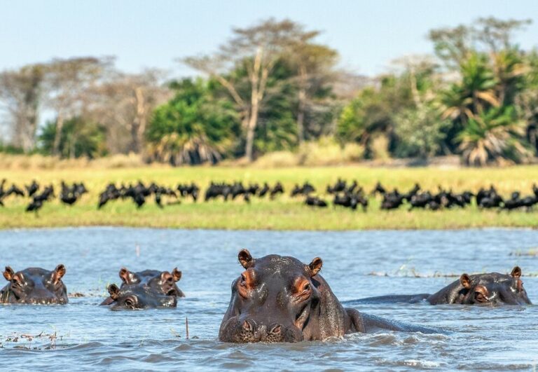 Culture & Wildlife Tour of Uganda - 14 Days