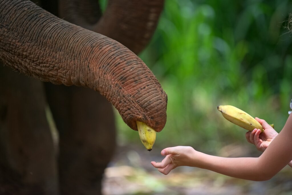 Family Day at  Elephant World