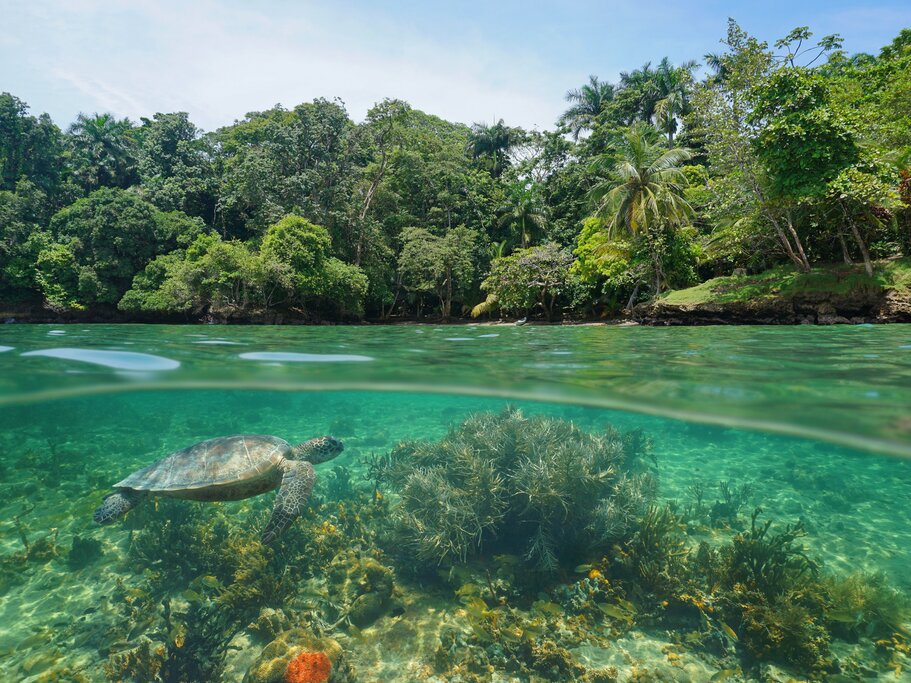Cacao Workshop & Dolphin Bay