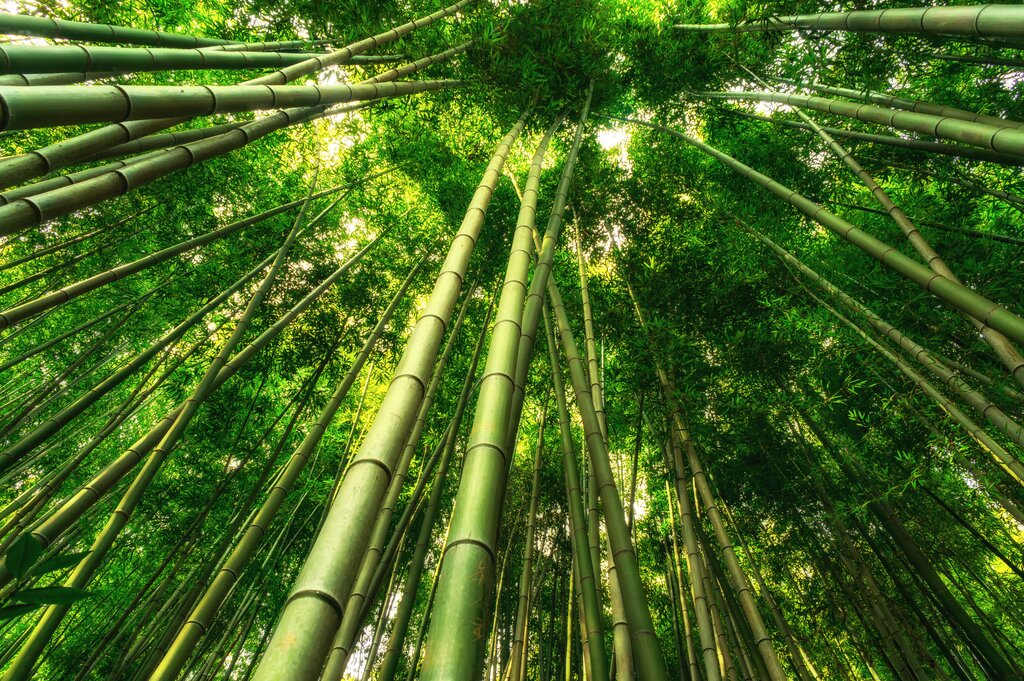 Damyan Bamboo Forest