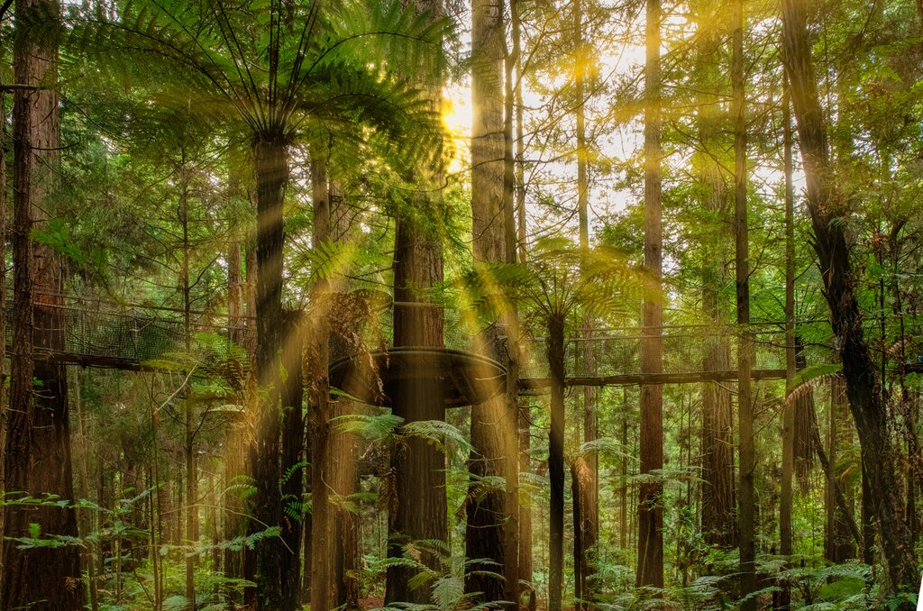 Red Woods