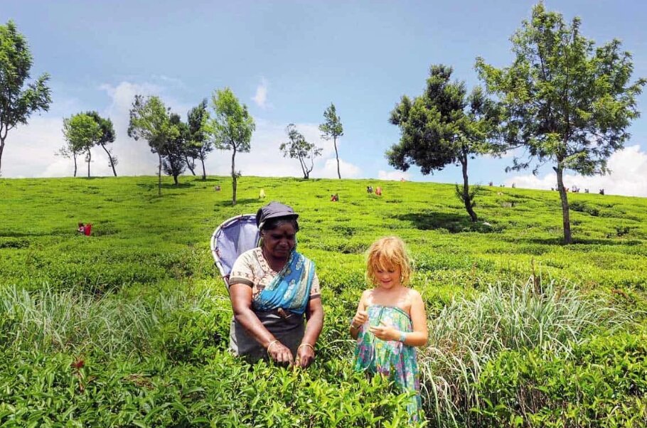 Kids can join in and learn how to pick tea in the fields around Nuwara Eliya