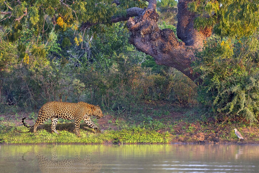 Morning Safari at Yala National Park