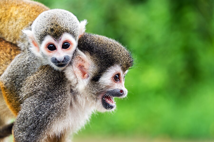 A mother and baby spider monkey in the Peruvian Amazon