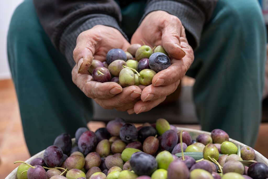 Visit local farms and go foraging in the Jordanian countryside