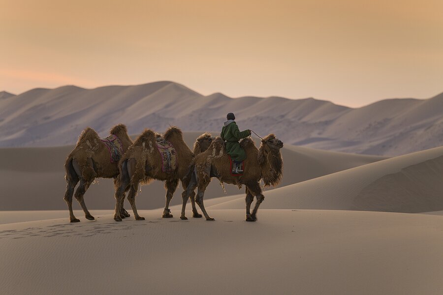 Ride a camel across the dunes of Mongolia's Gobi Desert