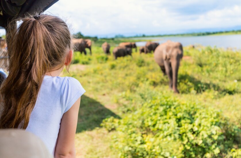 Elephants gathered on the shores of Minneriya Tank Reservoir