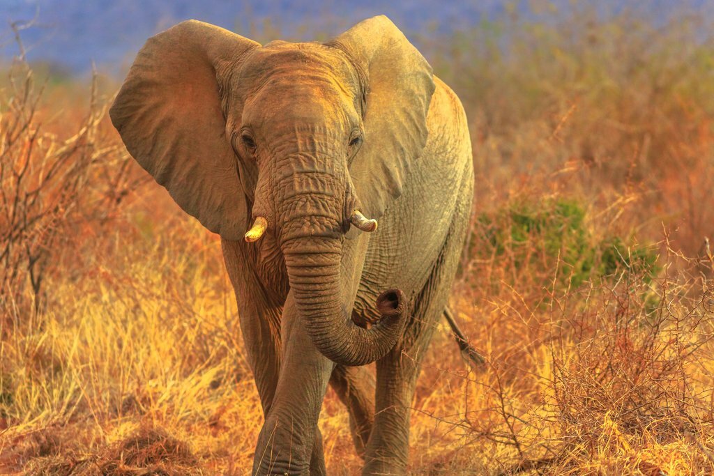 See the Big Five