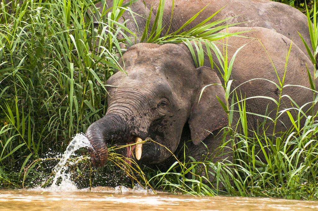 Elephants wading in the river