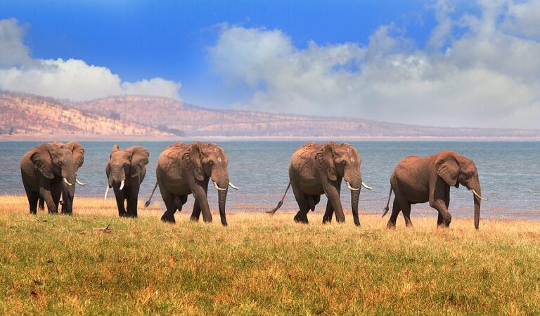 Zimbabwe Wildlife Safari: Hwange,  Lake Kariba & Harare - 7 Days