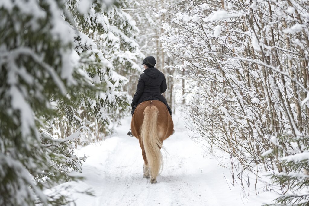 Horseback riding in Copenhagen