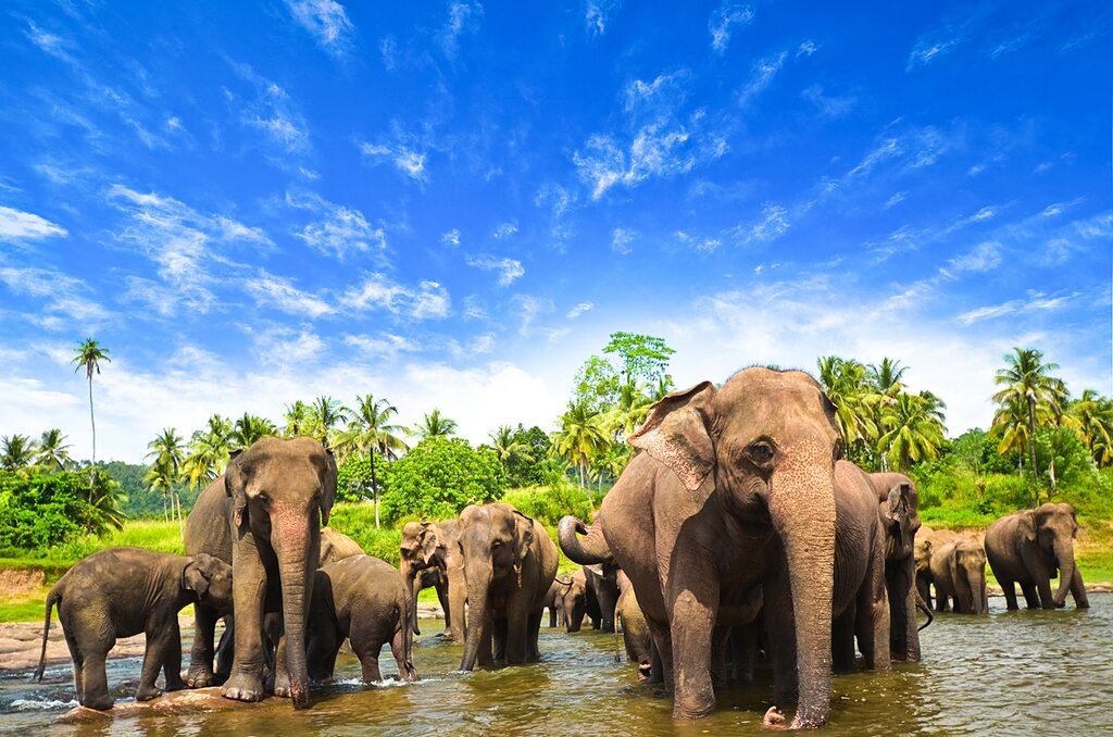 Feeding time at the Elephant Transit Home in Udawalawe