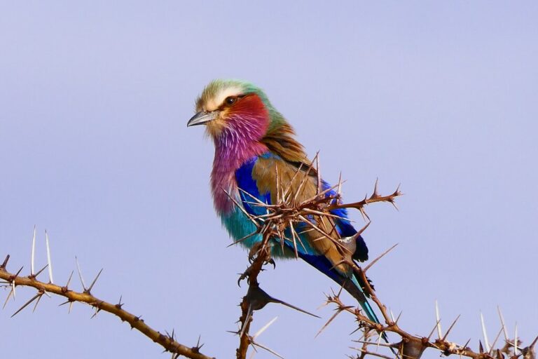 Tanzania In March Travel Tips Weather More