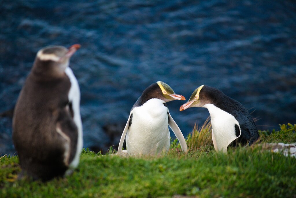 Yellow eyed penguins found in New Zealand South Island