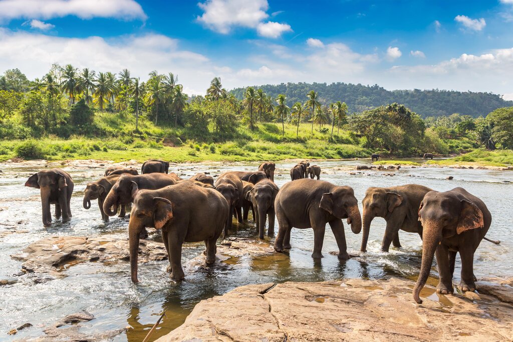 Elephants in Sri Lanka