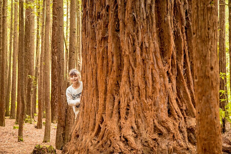 Explore the redwoods of Rotorua
