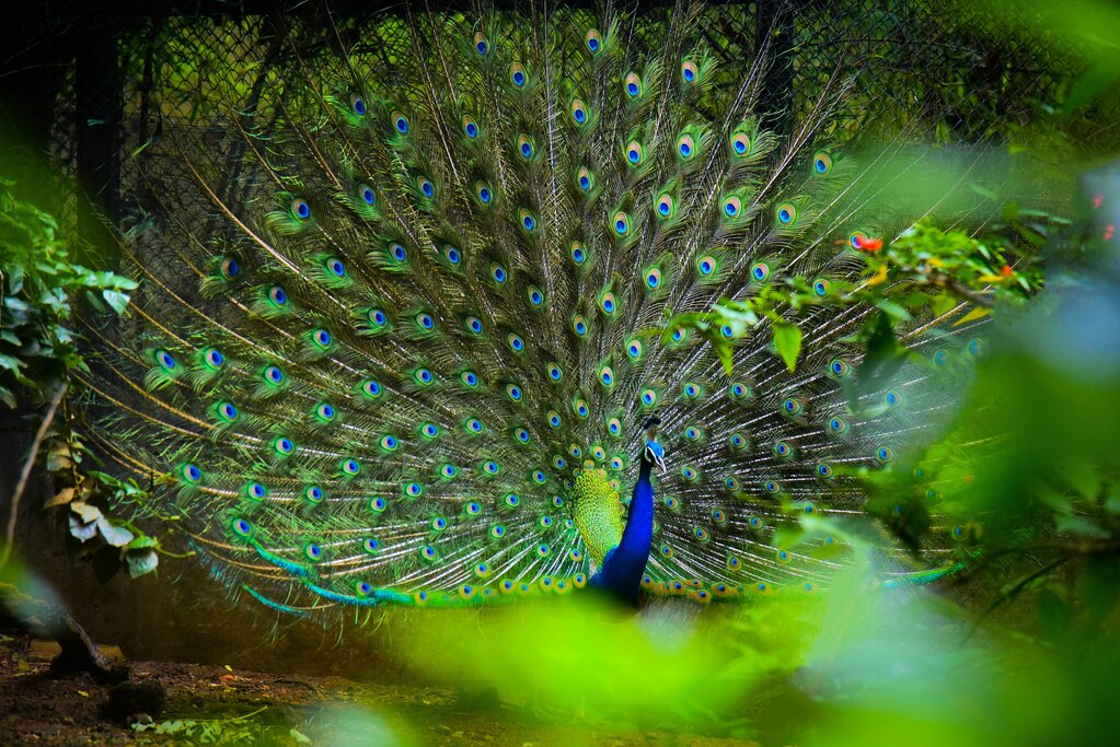 Spot remarkable birdlife on a visit to Kalametiya Bird Sanctuary