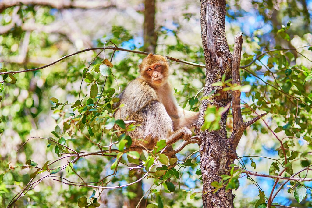 Atlas Monkeys